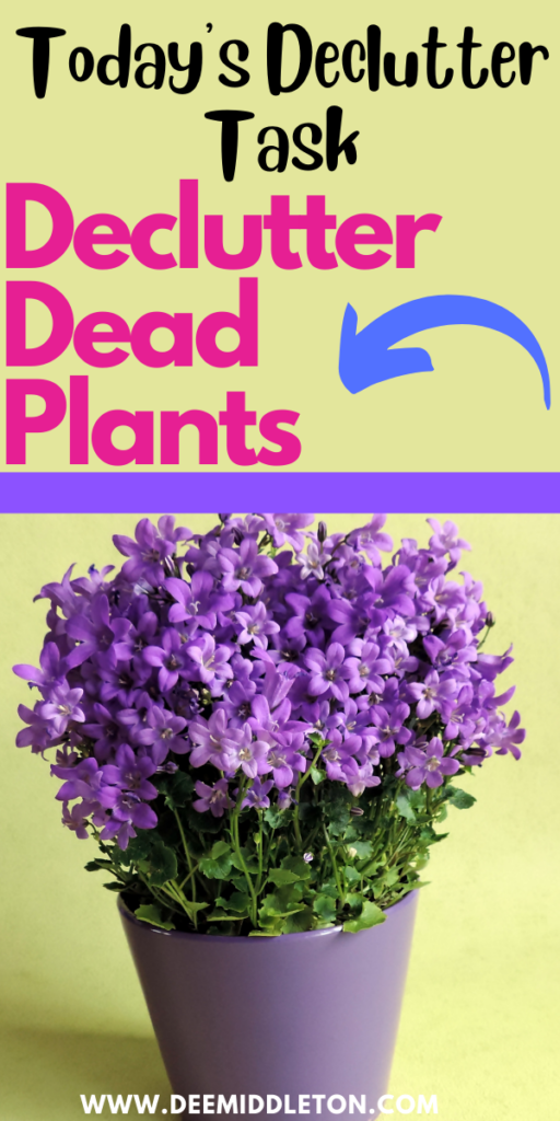 Declutter Dead Plants