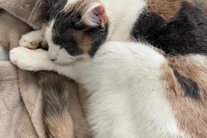 What Cleaning Products are Safe for Cats? - pet friendly cleaners, cat owner, pet owner, Clean And Organized HomeCleanliness Is Next To GodlinessCat ProjectsKeep Your House CleanClean HomesMake CleanDishwashing GlovesRoom CleaningCat Tips