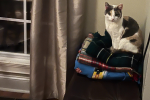 What Cleaning Products are Safe for Cats? - pet friendly cleaners, cat owner, pet owner, Clean And Organized HomeCleanliness Is Next To GodlinessCat ProjectsKeep Your House CleanClean HomesMake CleanDishwashing GlovesRoom CleaningCat Tips