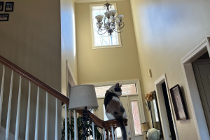 What Cleaning Products are Safe for Cats? - pet friendly cleaners, cat owner, pet owner, Clean And Organized HomeCleanliness Is Next To GodlinessCat ProjectsKeep Your House CleanClean HomesMake CleanDishwashing GlovesRoom CleaningCat Tips