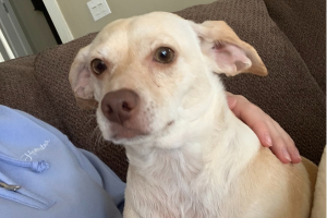 What Cleaning Products are Safe for Dogs? - pet safe cleaningpet safe cleanersDiy Pet CleanerDiy Pet SprayPet Safe Cleaner DiyDiy Pet Friendly Floor CleanerPet Safe Floor Cleaner DiyPet Friendly Floor CleanerDiy Fabric Refresher Spray Pet SafePet Friendly Cleaning ProductsPet Safe Cleaning Products