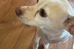 What Cleaning Products are Safe for Dogs? - pet safe cleaningpet safe cleanersDiy Pet CleanerDiy Pet SprayPet Safe Cleaner DiyDiy Pet Friendly Floor CleanerPet Safe Floor Cleaner DiyPet Friendly Floor CleanerDiy Fabric Refresher Spray Pet SafePet Friendly Cleaning ProductsPet Safe Cleaning Products