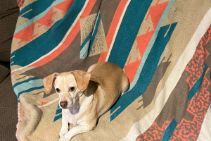What Cleaning Products are Safe for Dogs? - pet safe cleaningpet safe cleanersDiy Pet CleanerDiy Pet SprayPet Safe Cleaner DiyDiy Pet Friendly Floor CleanerPet Safe Floor Cleaner DiyPet Friendly Floor CleanerDiy Fabric Refresher Spray Pet SafePet Friendly Cleaning ProductsPet Safe Cleaning Products