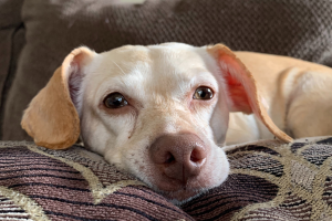 What Cleaning Products are Safe for Dogs? - pet safe cleaningpet safe cleanersDiy Pet CleanerDiy Pet SprayPet Safe Cleaner DiyDiy Pet Friendly Floor CleanerPet Safe Floor Cleaner DiyPet Friendly Floor CleanerDiy Fabric Refresher Spray Pet SafePet Friendly Cleaning ProductsPet Safe Cleaning Products