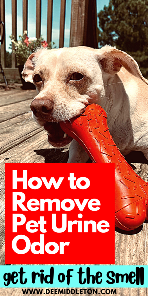 How to Remove Pet Urine Odor