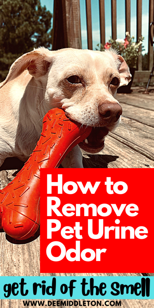 How to Remove Pet Urine Odor
