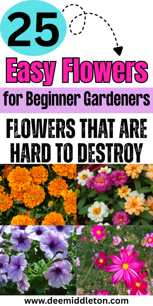 25 Easy Flowers for Beginner Gardeners - Flowers That Grow Well Easy Flowers To PlantSimple Flower Garden IdeasFlowers To Plant In GardenFlower Gardens For Beginners LandscapingFlowers For Beginners GardeningFlowers To Plant TogetherFlowers To Start IndoorsAt Home Flower Garden