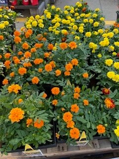 marigolds