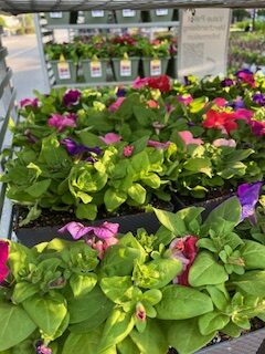 petunias