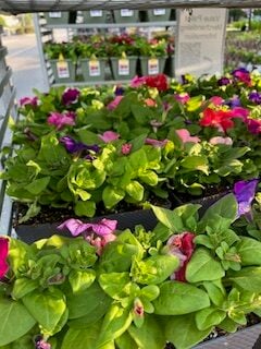 petunias