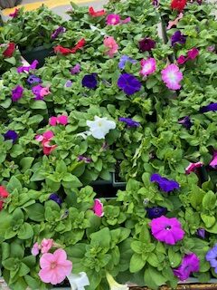 petunias