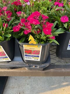 dianthus