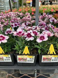 dianthus