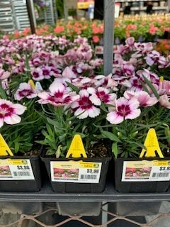 dianthus