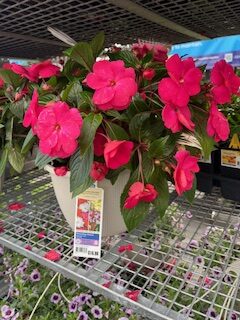 impatiens