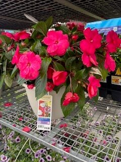 impatiens