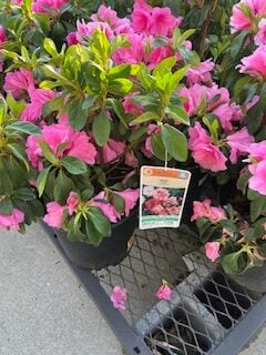 azaleas