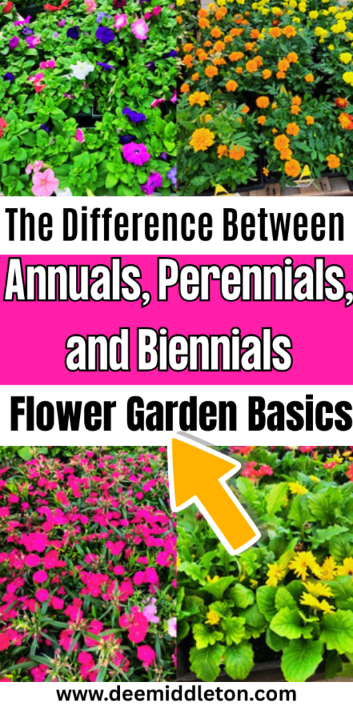 The Difference Between Annuals, Perennials, and Biennials: Flower Garden Basics - Flowering Vs Non Flowering PlantsAlternation Of Generations In Flowering PlantsAnnual Plant Growth ChartColorful Plant Selection GuideAnnual Vs Perennial FlowersPerennials Vs AnnualsAnnual Vs PerennialFlowering Plants