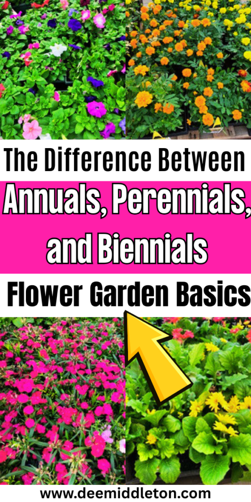 The Difference Between Annuals, Perennials, and Biennials: Flower Garden Basics - Flowering Vs Non Flowering PlantsAlternation Of Generations In Flowering PlantsAnnual Plant Growth ChartColorful Plant Selection GuideAnnual Vs Perennial FlowersPerennials Vs AnnualsAnnual Vs PerennialFlowering Plants