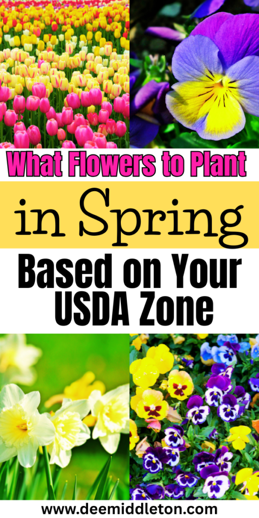 What Flowers to Plant in Spring (Based on Your USDA Zone) - Flowers To Plant In SpringFast GrowingSpring Is HereSpring FlowersPlantsFlowersFlower Growth StagesBest Plants To Plant In SpringGood Flower CombinationsFlowers To Plant In GardenSpring Flower Garden IdeasBest Seeds To Start IndoorsBest Flowers To Plant In SpringFlowers To Start IndoorsCool Season Flowers