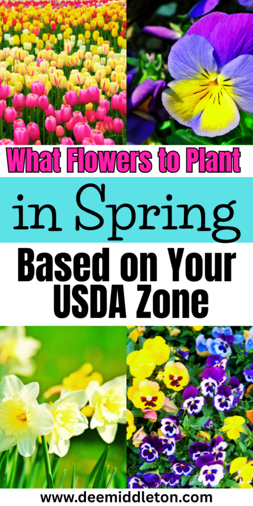 What Flowers to Plant in Spring (Based on Your USDA Zone) - Flowers To Plant In SpringFast GrowingSpring Is HereSpring FlowersPlantsFlowersFlower Growth StagesBest Plants To Plant In SpringGood Flower CombinationsFlowers To Plant In GardenSpring Flower Garden IdeasBest Seeds To Start IndoorsBest Flowers To Plant In SpringFlowers To Start IndoorsCool Season Flowers