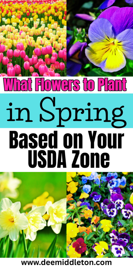 What Flowers to Plant in Spring (Based on Your USDA Zone) - Flowers To Plant In SpringFast GrowingSpring Is HereSpring FlowersPlantsFlowersFlower Growth StagesBest Plants To Plant In SpringGood Flower CombinationsFlowers To Plant In GardenSpring Flower Garden IdeasBest Seeds To Start IndoorsBest Flowers To Plant In SpringFlowers To Start IndoorsCool Season Flowers