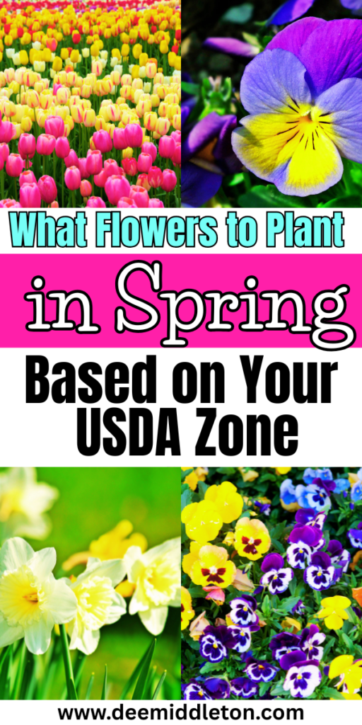 What Flowers to Plant in Spring (Based on Your USDA Zone) - Flowers To Plant In SpringFast GrowingSpring Is HereSpring FlowersPlantsFlowersFlower Growth StagesBest Plants To Plant In SpringGood Flower CombinationsFlowers To Plant In GardenSpring Flower Garden IdeasBest Seeds To Start IndoorsBest Flowers To Plant In SpringFlowers To Start IndoorsCool Season Flowers
