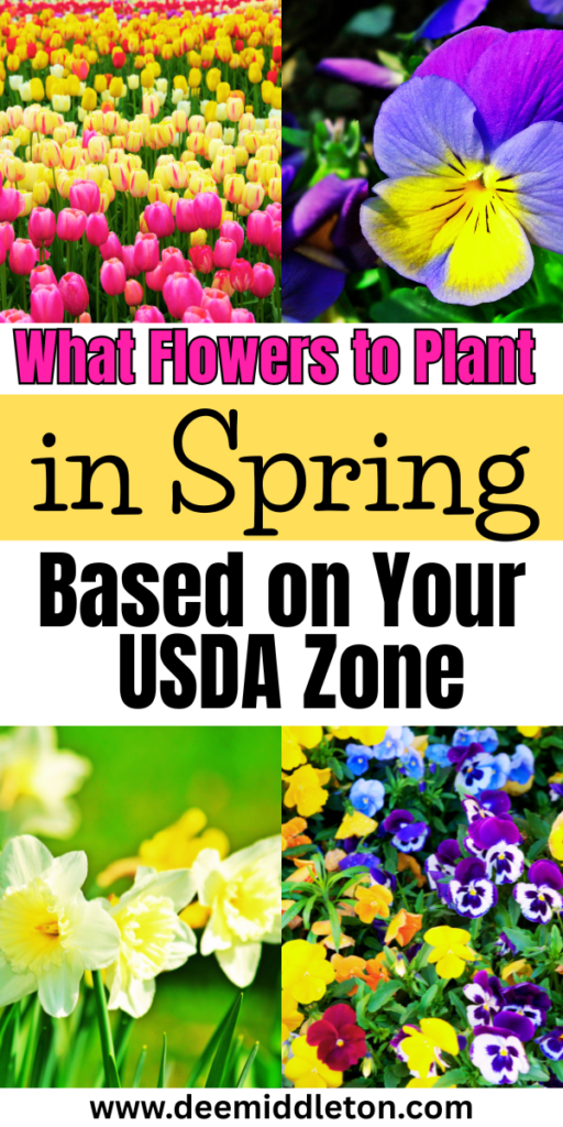 What Flowers to Plant in Spring (Based on Your USDA Zone) - Flowers To Plant In SpringFast GrowingSpring Is HereSpring FlowersPlantsFlowersFlower Growth StagesBest Plants To Plant In SpringGood Flower CombinationsFlowers To Plant In GardenSpring Flower Garden IdeasBest Seeds To Start IndoorsBest Flowers To Plant In SpringFlowers To Start IndoorsCool Season Flowers