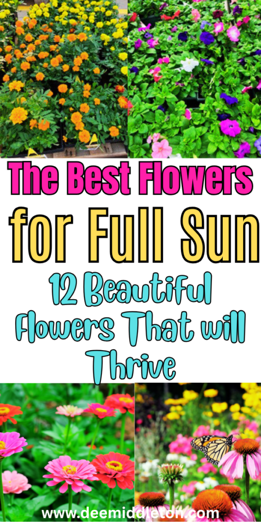 The Best Flowers for Full Sun - Sun Loving Flowering PlantsFull Sunlight FlowersBest Flowers For SunFlowers SunlightEasy Outdoor Plants Full SunFull Sun Heat Tolerant FlowersBest Flowers For Direct SunlightAnnual Plants For Full SunFlowers That Do Well In Full Sun