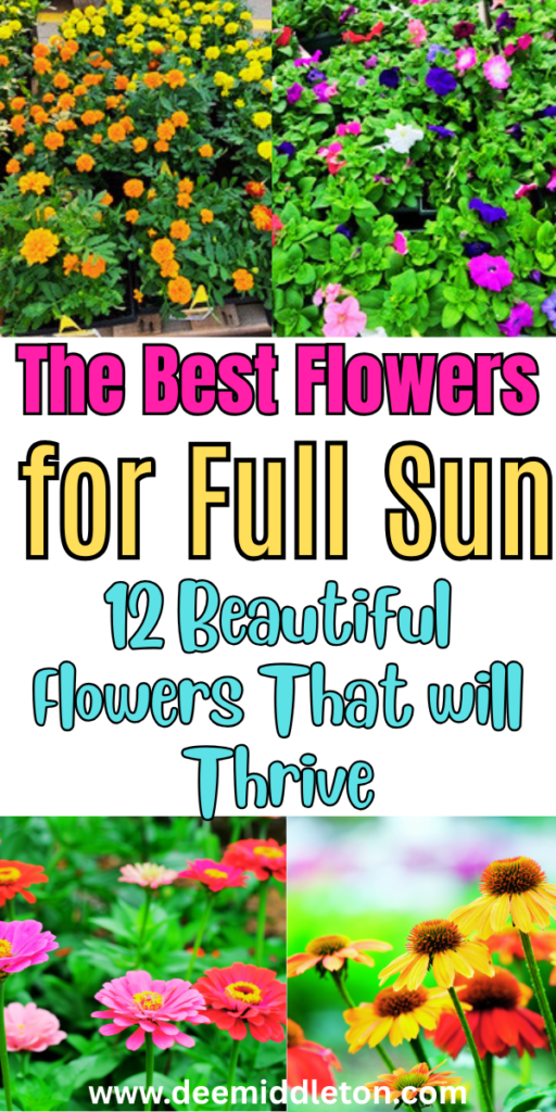 The Best Flowers for Full Sun - Sun Loving Flowering PlantsFull Sunlight FlowersBest Flowers For SunFlowers SunlightEasy Outdoor Plants Full SunFull Sun Heat Tolerant FlowersBest Flowers For Direct SunlightAnnual Plants For Full SunFlowers That Do Well In Full Sun