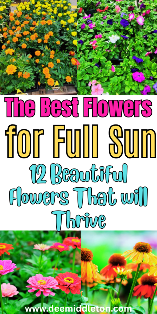 The Best Flowers for Full Sun - Sun Loving Flowering PlantsFull Sunlight FlowersBest Flowers For SunFlowers SunlightEasy Outdoor Plants Full SunFull Sun Heat Tolerant FlowersBest Flowers For Direct SunlightAnnual Plants For Full SunFlowers That Do Well In Full Sun