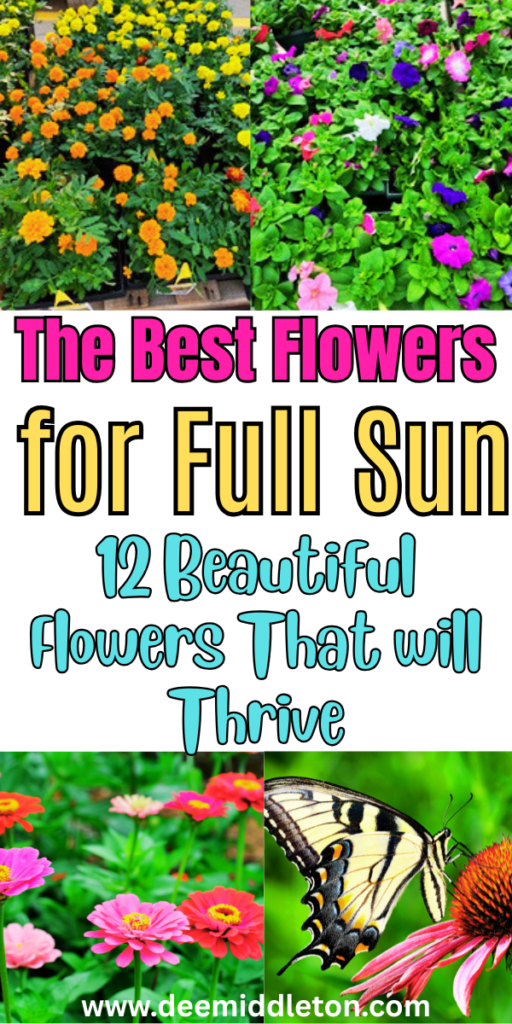 The Best Flowers for Full Sun - Sun Loving Flowering PlantsFull Sunlight FlowersBest Flowers For SunFlowers SunlightEasy Outdoor Plants Full SunFull Sun Heat Tolerant FlowersBest Flowers For Direct SunlightAnnual Plants For Full SunFlowers That Do Well In Full Sun