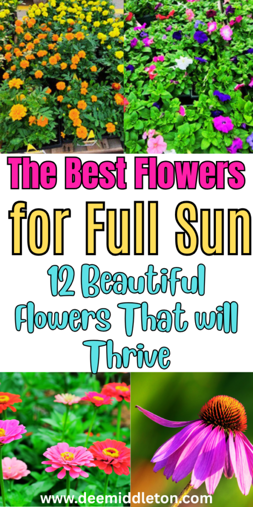 The Best Flowers for Full Sun - Sun Loving Flowering PlantsFull Sunlight FlowersBest Flowers For SunFlowers SunlightEasy Outdoor Plants Full SunFull Sun Heat Tolerant FlowersBest Flowers For Direct SunlightAnnual Plants For Full SunFlowers That Do Well In Full Sun