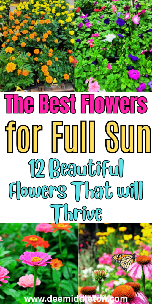 The Best Flowers for Full Sun - Sun Loving Flowering PlantsFull Sunlight FlowersBest Flowers For SunFlowers SunlightEasy Outdoor Plants Full SunFull Sun Heat Tolerant FlowersBest Flowers For Direct SunlightAnnual Plants For Full SunFlowers That Do Well In Full Sun